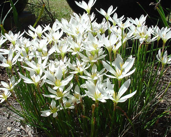 3 Bulbs- Zephyranthes Candida. Zephyr, Fairy, Rain Lily, Water Onion, Flower