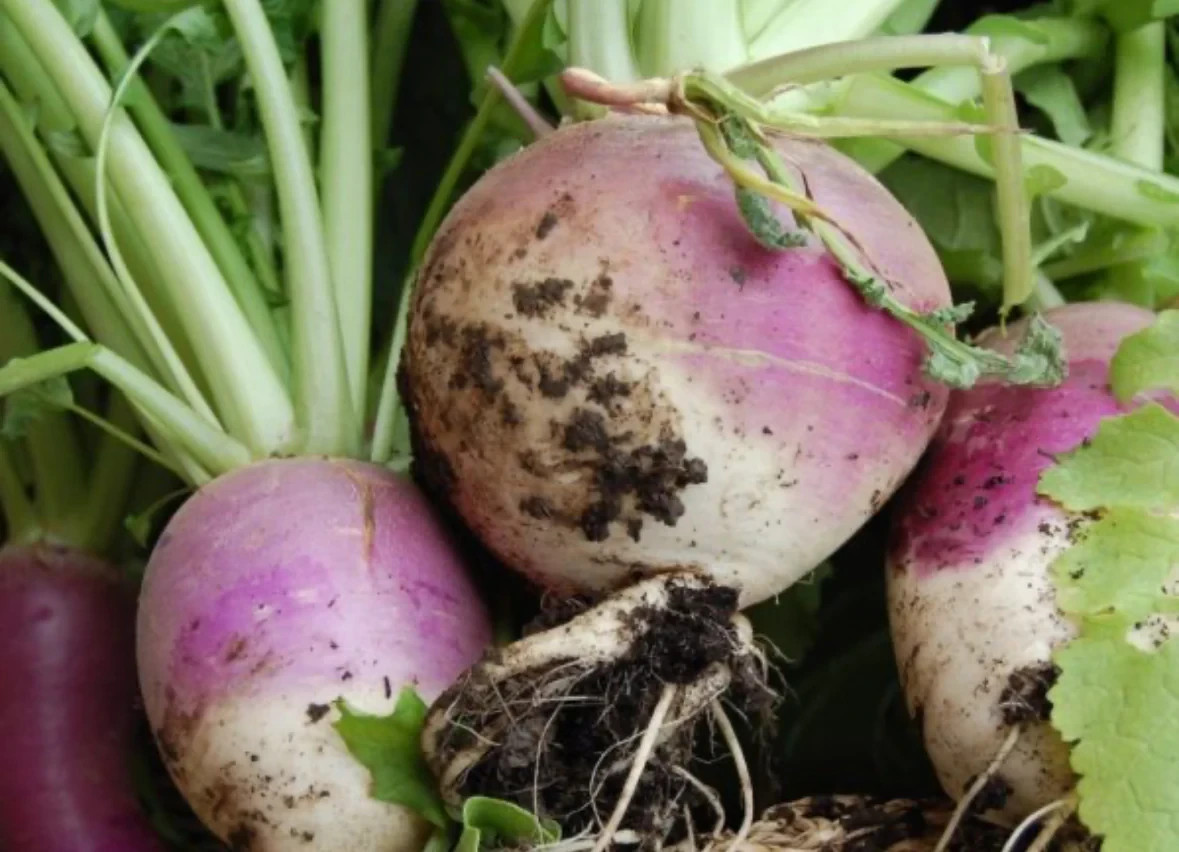 10 lb. Purple Top Turnip Seed Wildlife Food Plot Brassica Cover Crop