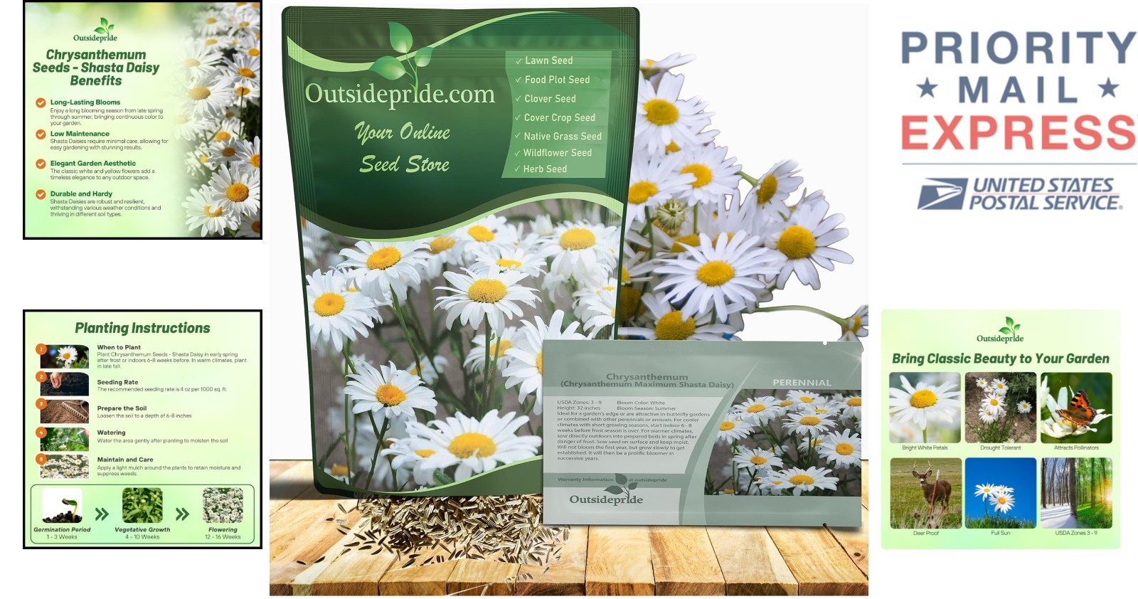 32 Inch Shasta Daisy Seed Pack – 1 Lb. Bright Blooms for Eco-Friendly Gardens