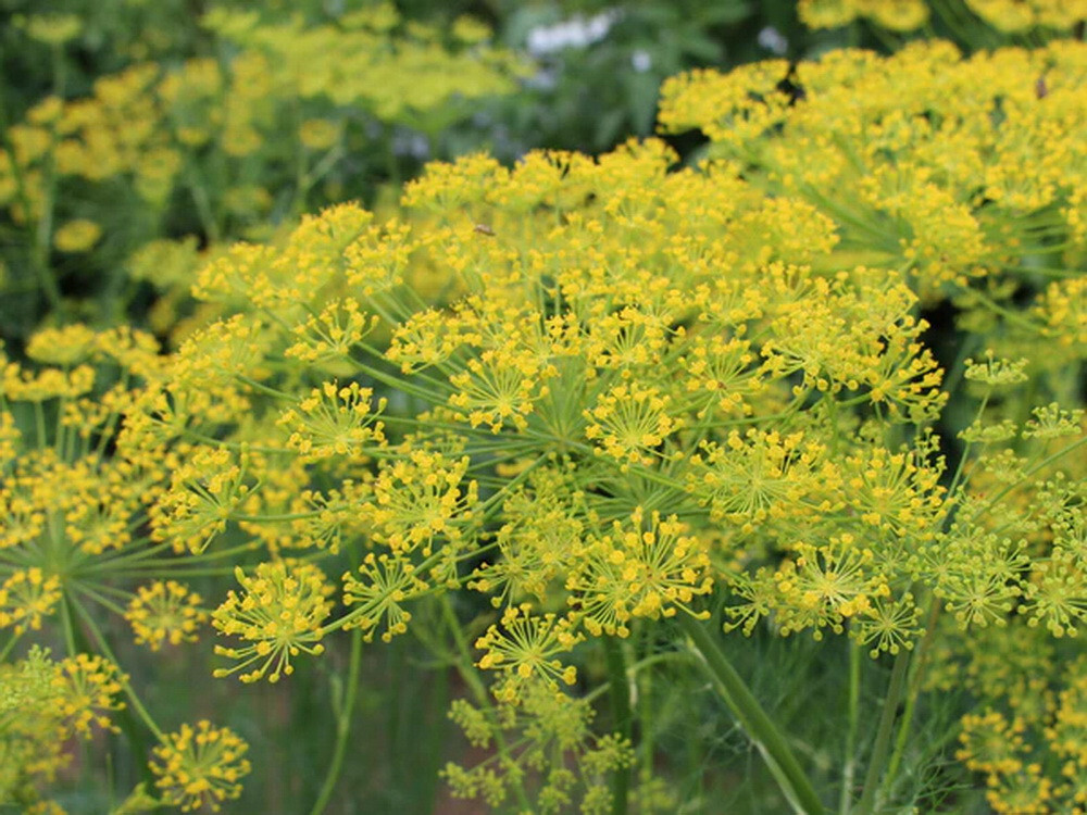 500 Bouquet Dill Seeds Anethum Graveolens Herb Heirloom