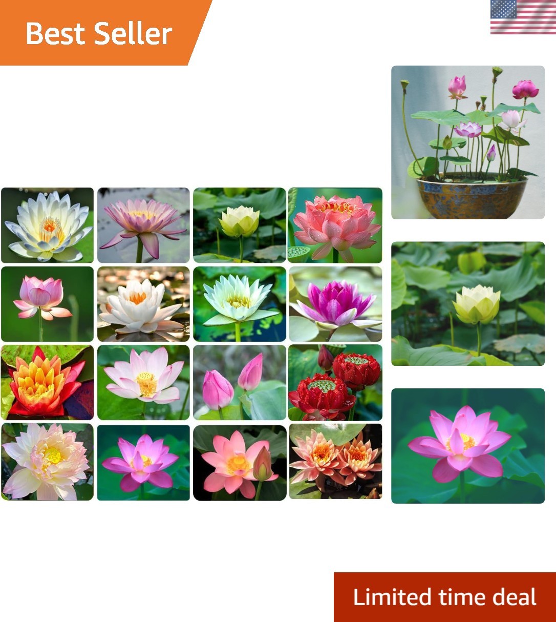Easy-to-Grow 30PCS Bonsai Lotus Seeds – Perfect for All Seasons & Outdoor Decor