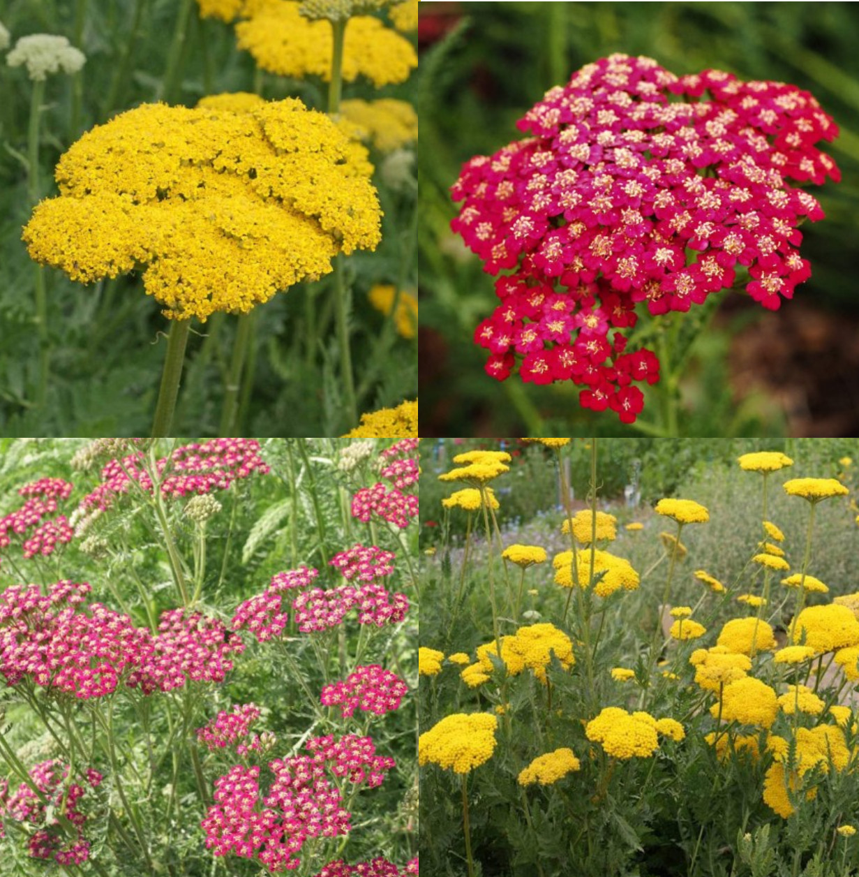 Yarrow SUNSET MIX Perennial Gold & Red Flowers Pollinators Non-GMO 1500 Seeds!
