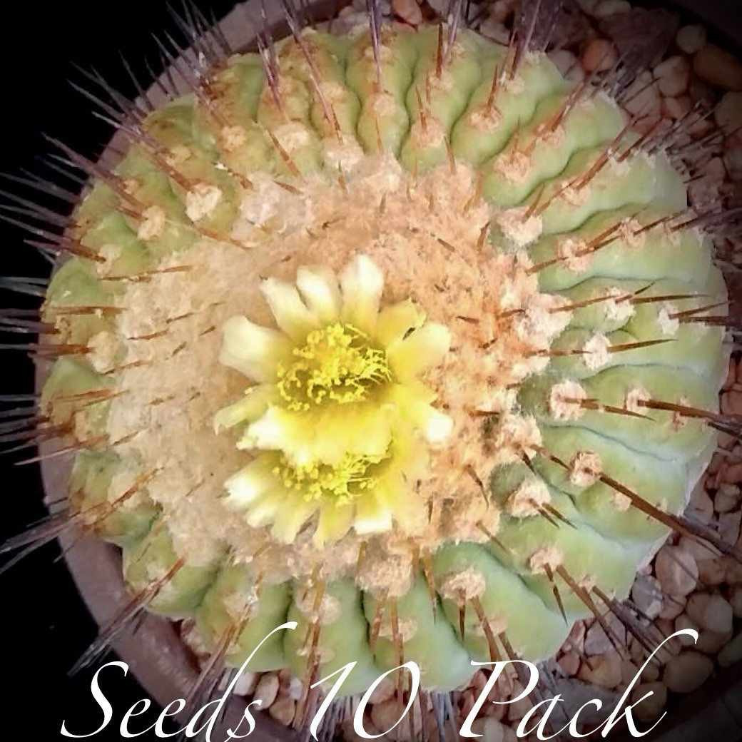 Rare SEEDS Copiapoa “Cinerea” US SELLER LIMITED RESTOCK