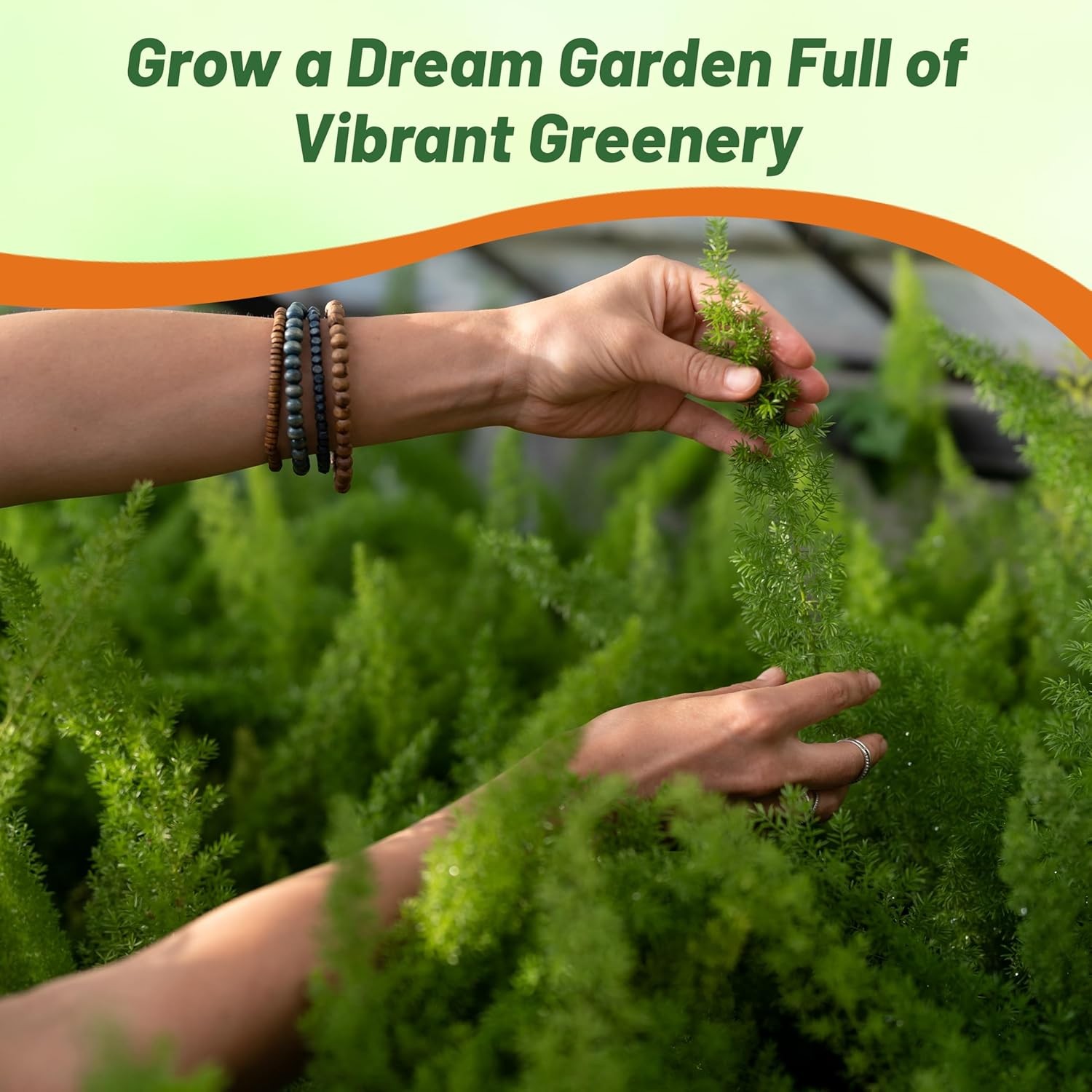 10 Seeds Asparagus Fern Meyeri Seeds – Asparagus Foxtail Flower Seed