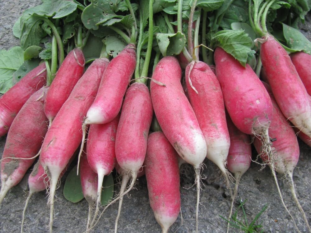 Radish China Rose Sprouting Microgreen Great Heirloom Vegetable 10,000 Seeds