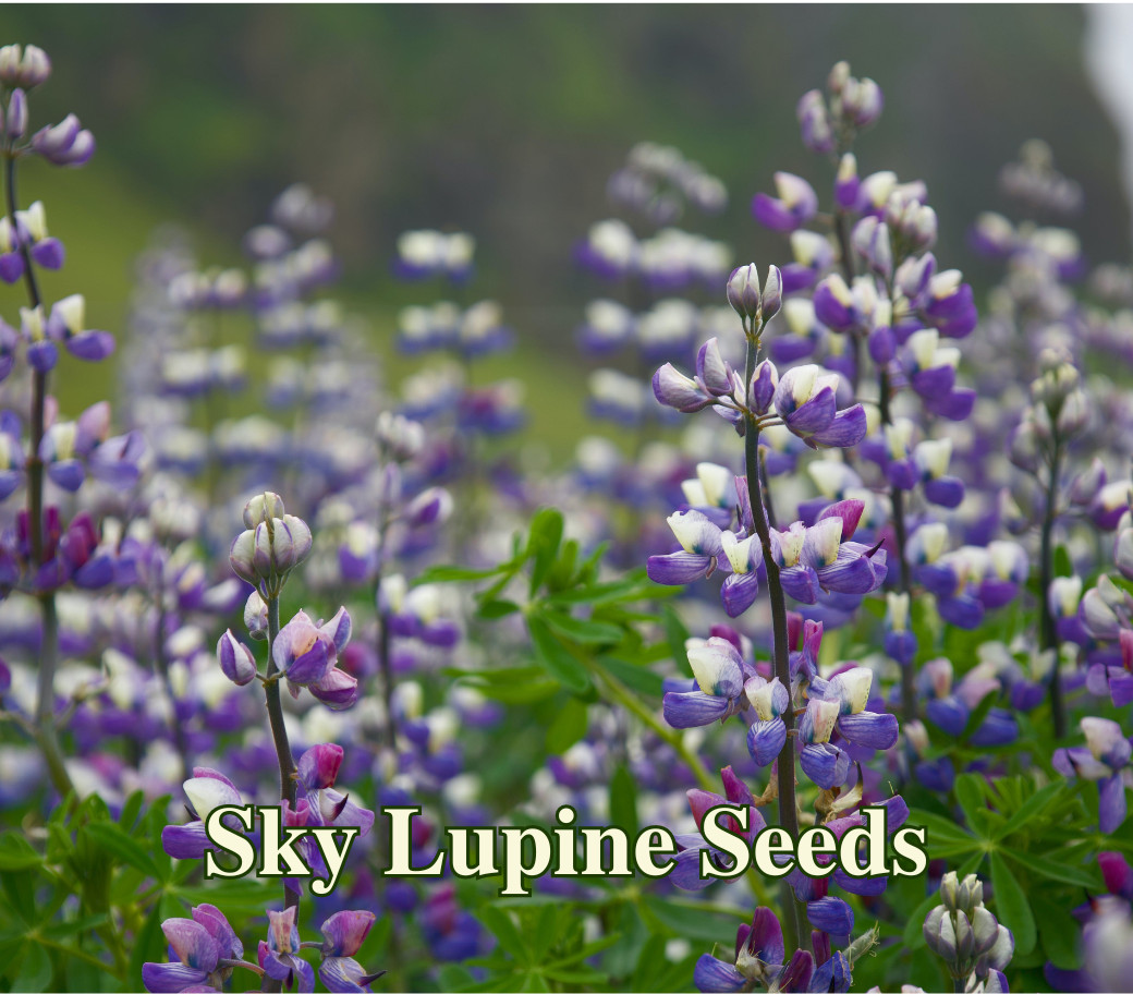 Sky Lupine Seeds – California Native – Lupinus nanus – Protect Biodiversity Toda