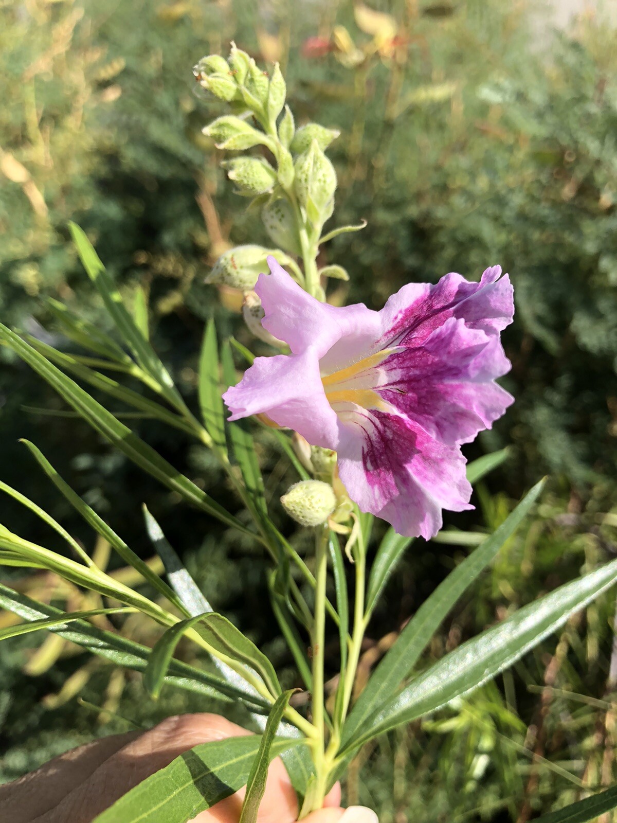 DESERT WILLOW TREE Seed, Edible Pink Flowering Shrub/tree, Home Grown, 15+ Seed