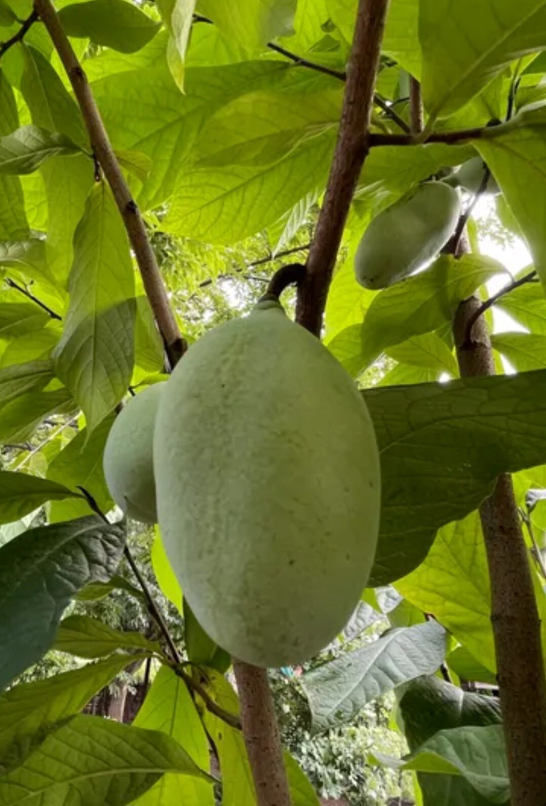 PAW PAW FRUIT TREE SEEDS Asimina Triloba Hardy Plant. 3 Seeds Per Packet.