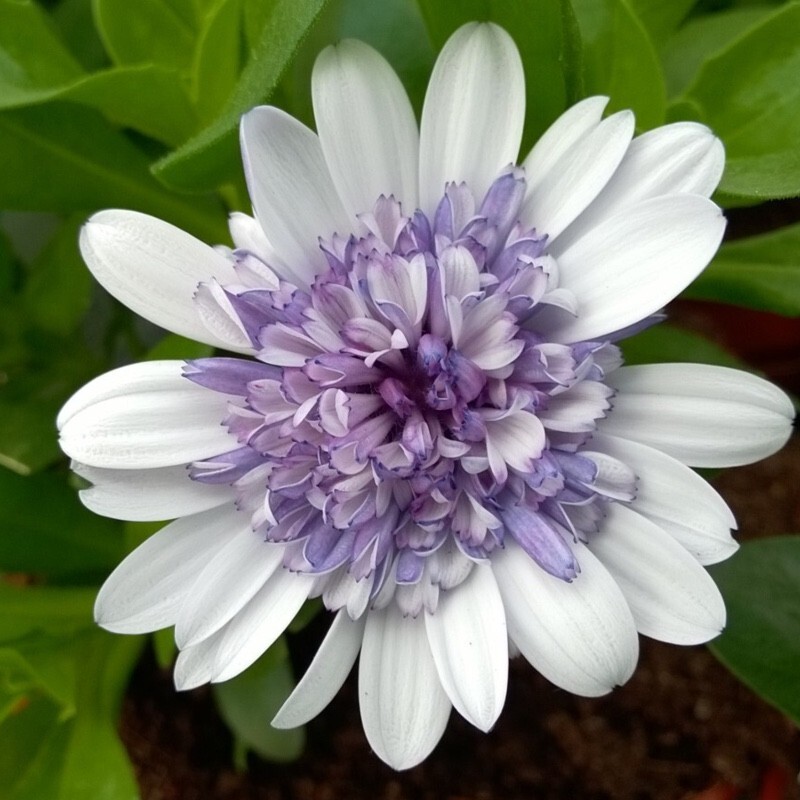 50+ Purple & White 3D Cape Daisy Seeds for Garden – USA – FREE SHIPPING!