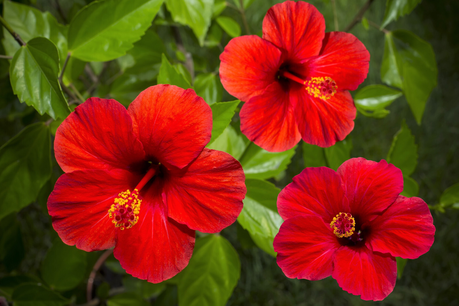 10 LUNA RED HARDY HIBISCUS Moscheutos Flower Small Bush Seeds *Flat S/H