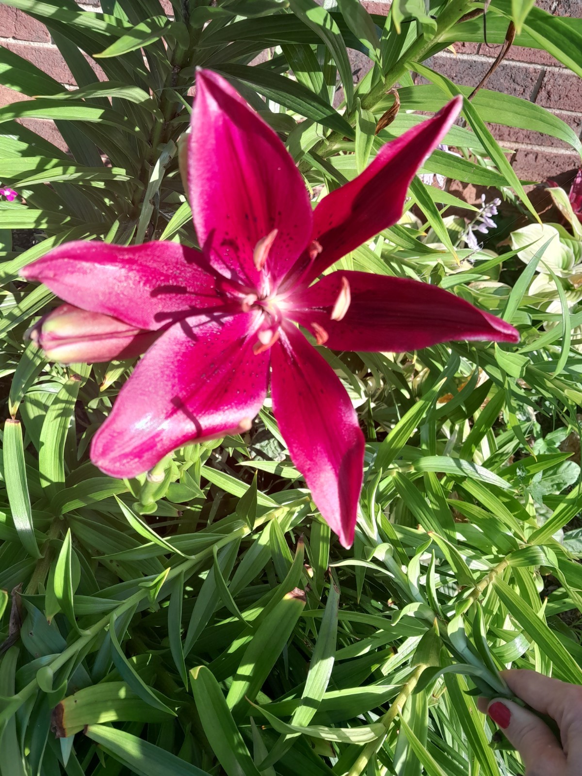 Burgundy LILY BULBS Variuos SIZES 5 Bulbs Organic Easy To Grow Plant In Fall