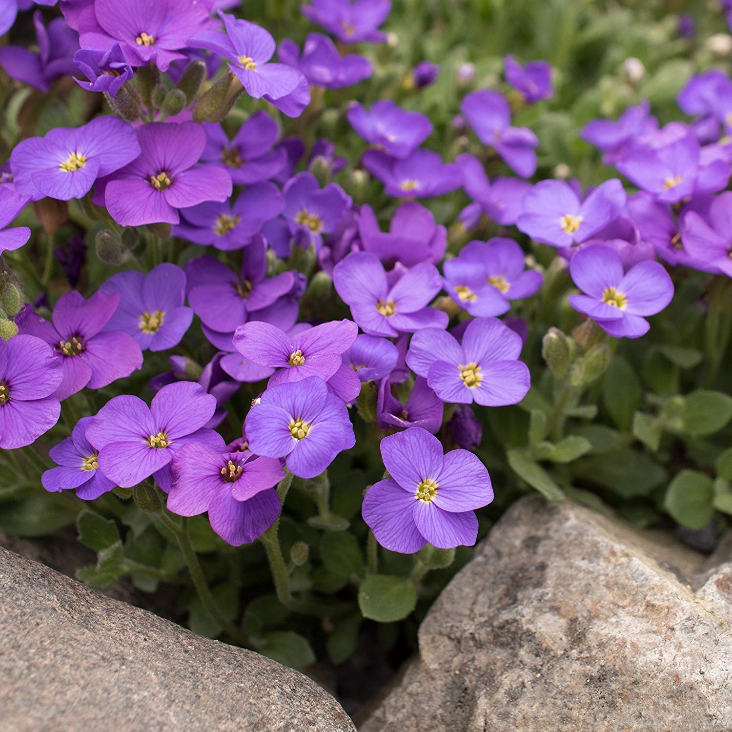 1000 Seeds Phlox Seeds – Drummond’s Phlox Blue Flower Seed