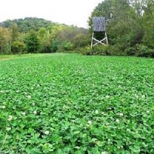 5lbs JUMBO LADINO WHITE CLOVER Seed For Deer Food Plot Turkey Very Large Leaf