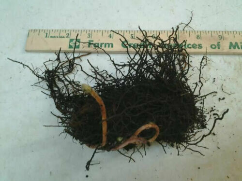 10 Lady Fern Roots/Root Systems – Common Ladyfern Plants – Athyrium filix-femina