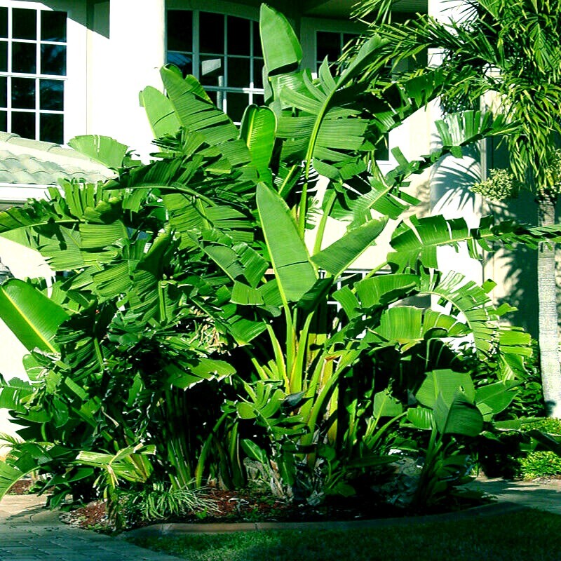 GIANT WHITE BIRD of PARADISE SEEDS (Strelitzia nicolai) Tropical Flower Plant