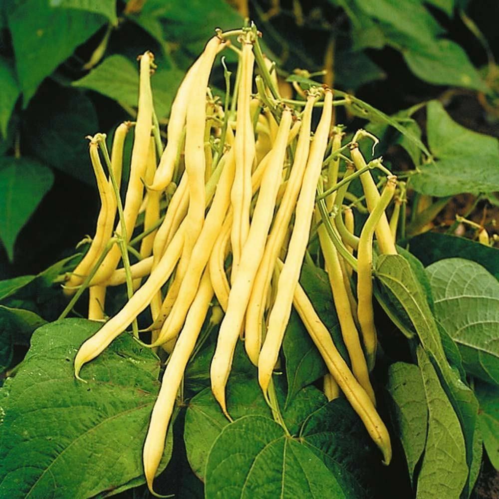 BULK Golden Wax Bean Seeds | Yellow Wax Beans Green Vegetable Seed Fresh 2024