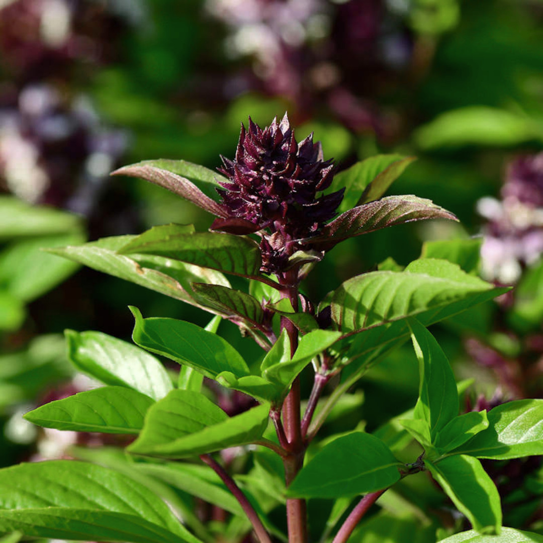 Fresh Thai Basil Seeds | Siam Queen | Heirloom Non-GMO | Asian Vegetable