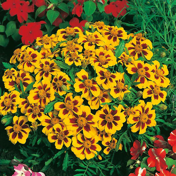 Dainty Marietta Dwarf Marigold Seeds | Non-GMO | Free Shipping | Seed Store 1190