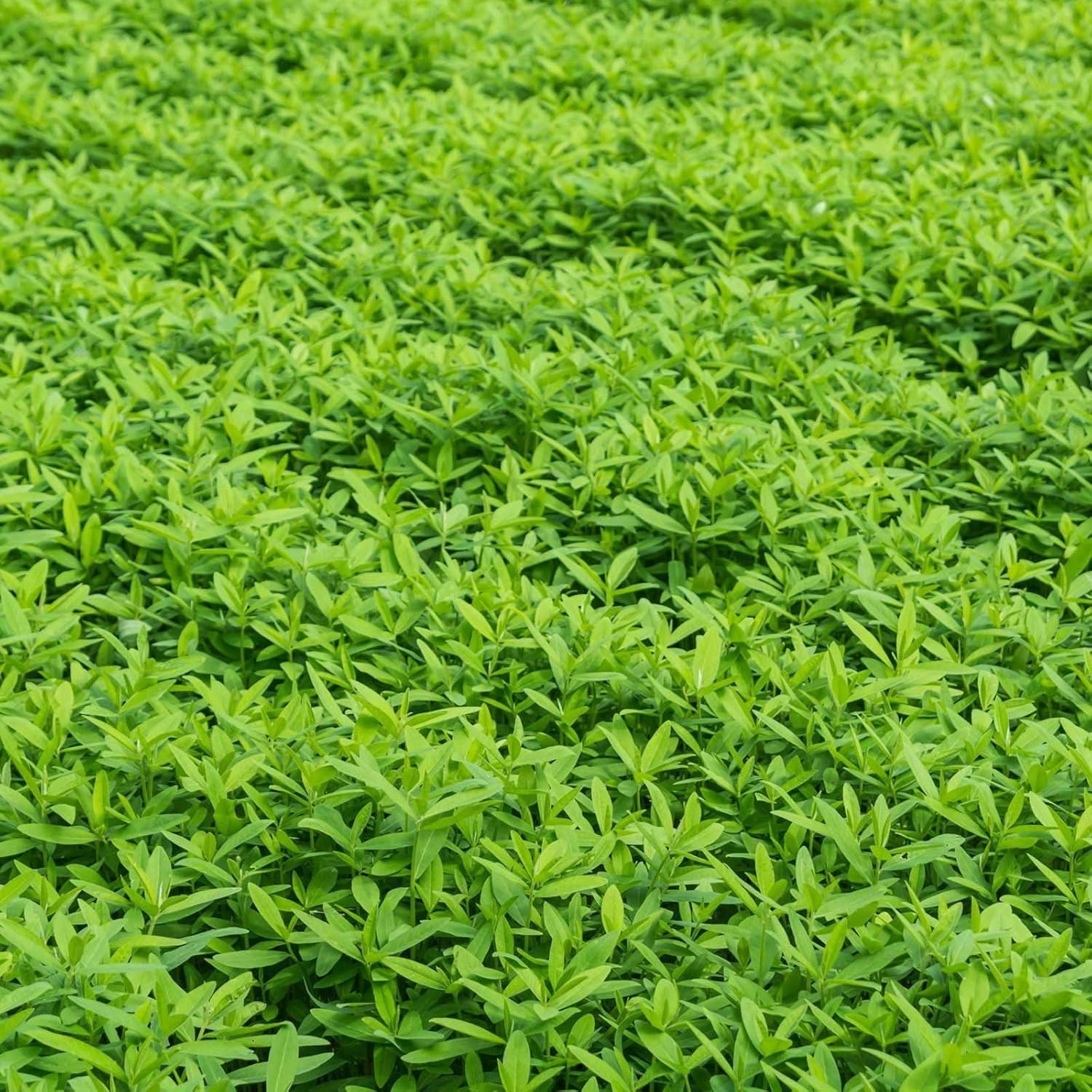 No-Till Cover Crop Seed Mix 5 Lb Soil Fertility Germination Garden