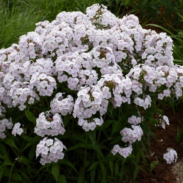 100+ Fashionably Early Crystal Phlox Seeds for Garden – USA – FREE SHIPPING!