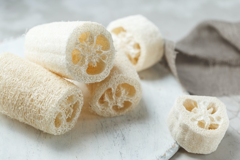 Luffa Sponge Gourd Seeds. 10 Seeds Free Shipping!