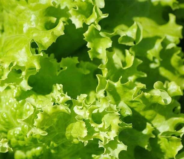 1lb ~ 250,000+ Lettuce Seeds – Leaf – Grand Rapids, Heirloom, non-GMO Seed