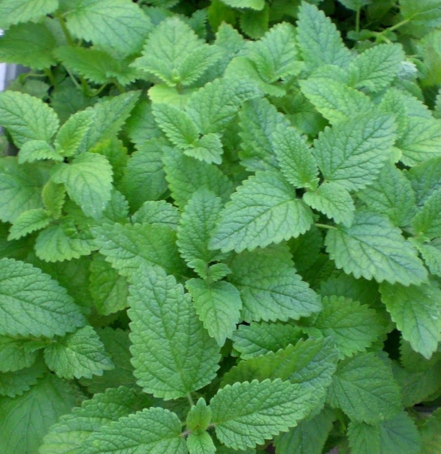 LEMON BALM * 1000 SEEDS * HERB * MEDICINAL * AROMATHERAPY *