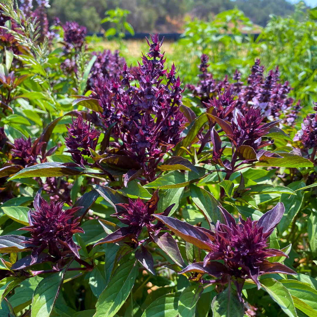 Fresh Thai Basil Seeds | Siam Queen | Heirloom Non-GMO | Asian Vegetable