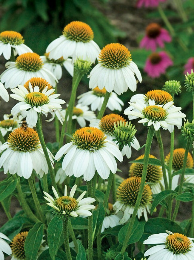 Echinacea Purpurea, White Swan Seeds