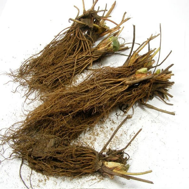 12 Seascape Everbearing Strawberry Plants-Super Sweet(Pack of 12 Bare Root Z:4-9