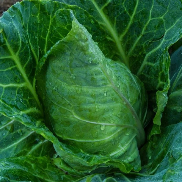 200+ Champion Collard Greens Seeds —– Heirloom