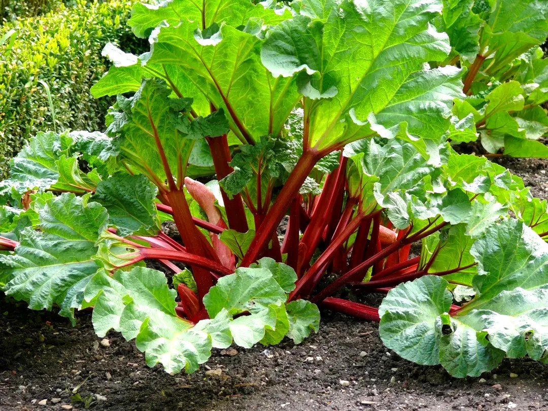 2 Rhubarb Roots Crown Division Cherry Red 2 Year Organic Heirloom Ready to Plant