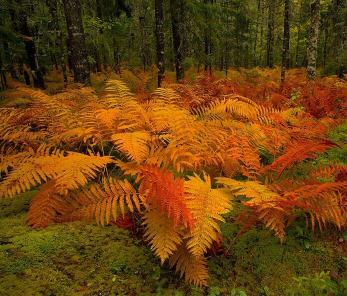20 Cinnamon Fern Rhizomes / Roots – Perennial Herb Plants – Osmunda cinnamomea
