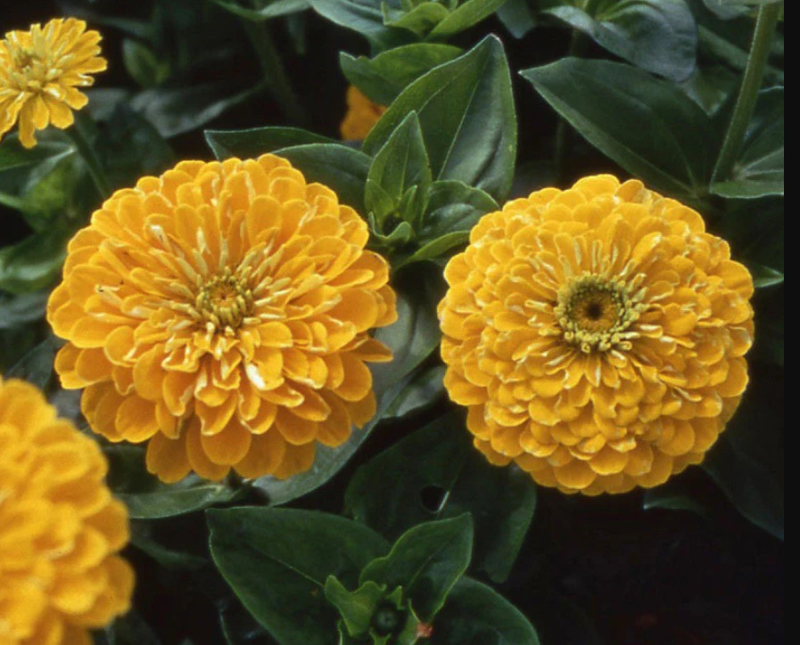 Zinnia GOLDEN STATE Double Blooms Cut-Flowers Butterflies Non-GMO 100 Seeds