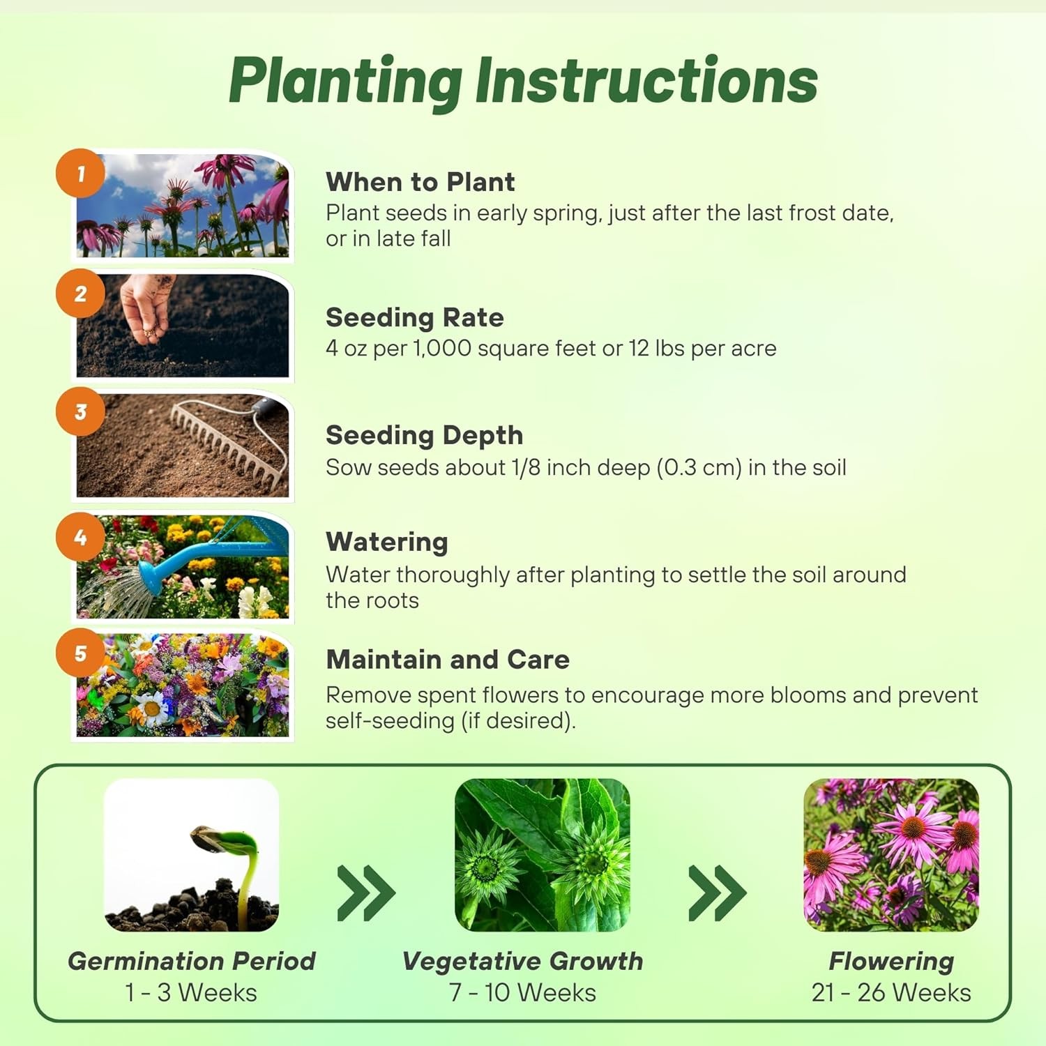 1000 Seeds Purple Coneflower Wild Flower Seed For Planting | Echinacea Seeds