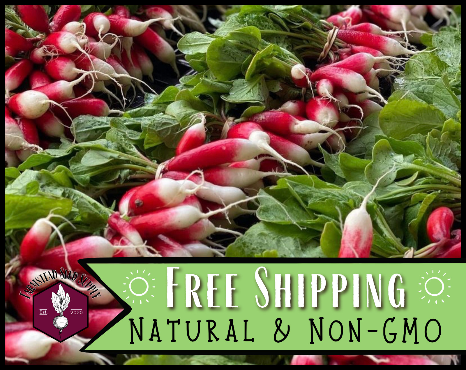 1100+ Radish Seeds [French Breakfast] Heirloom, Non-GMO, Vegetable Garden Seed