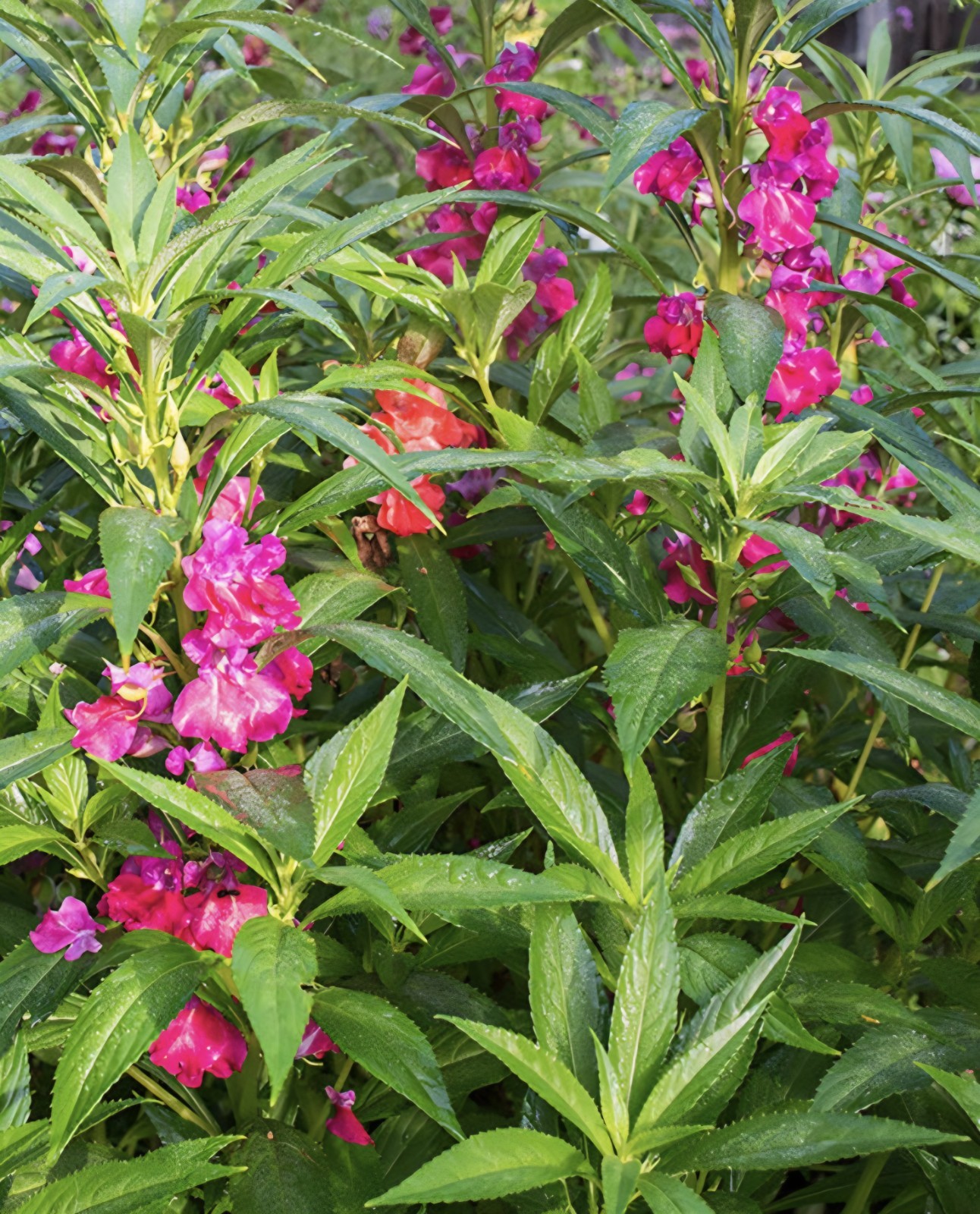 Camilia Flowered Balsam Seeds (Impatiens balsamina)