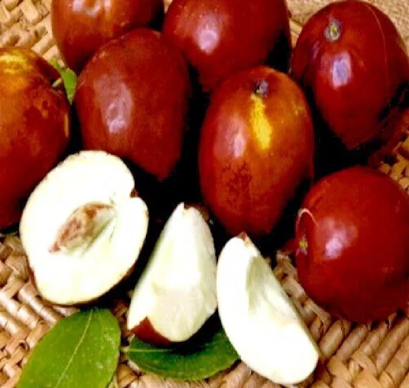 5+Jujube Seeds Fruit Tree Superfruit Ziziphus Jujube Fast Growing Free Shipping