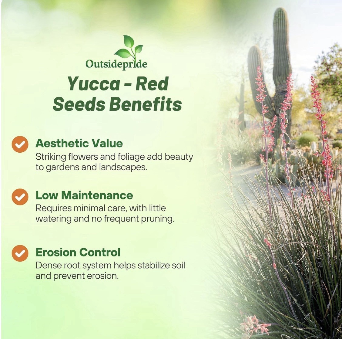 25 RED YUCCA SEEDS (Hesperaloe parviflora) Hummingbird & Butterfly Flower Plant