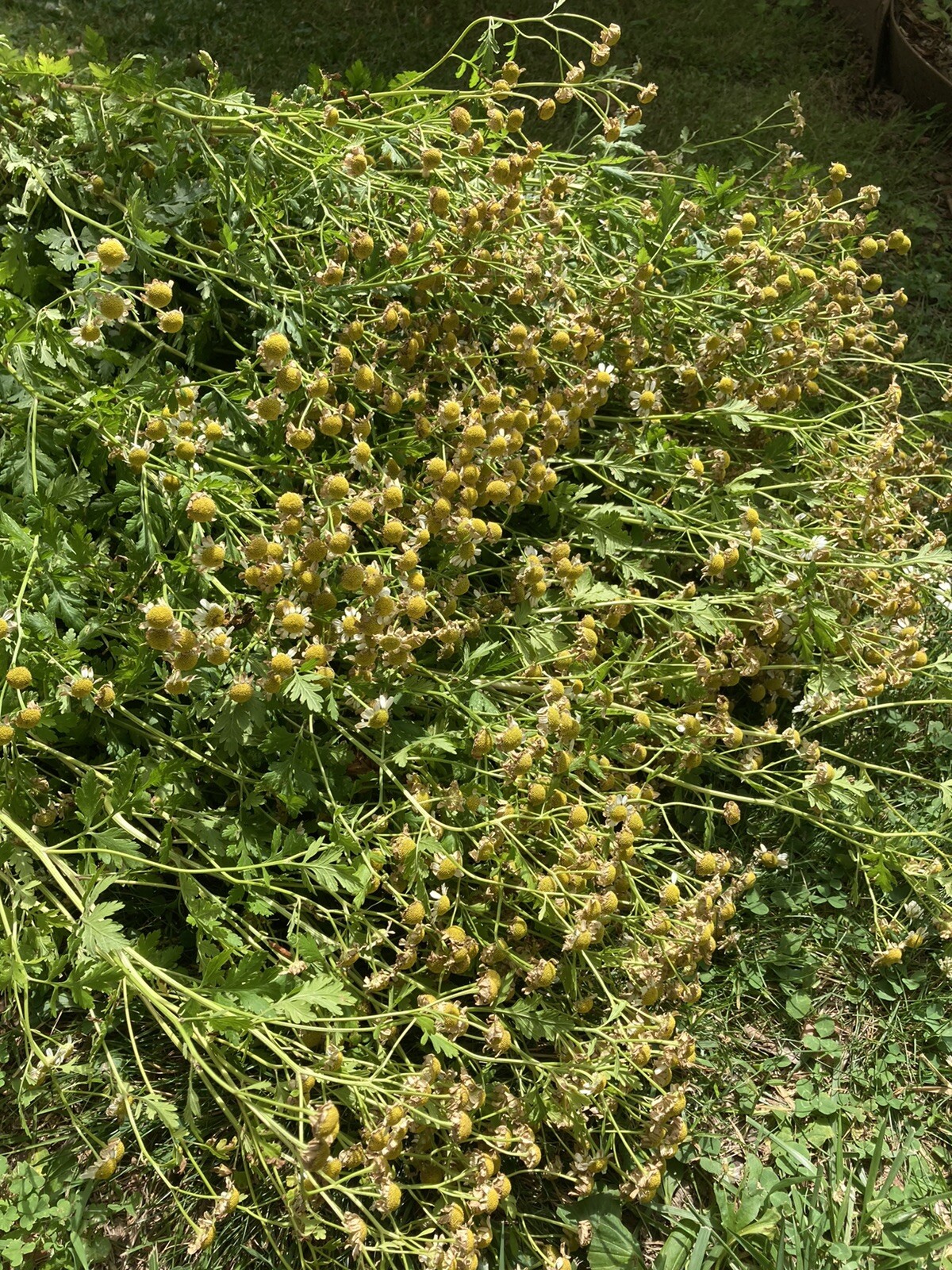 None GMO Feverfew Seeds – 100-200 Seeds – New Seed