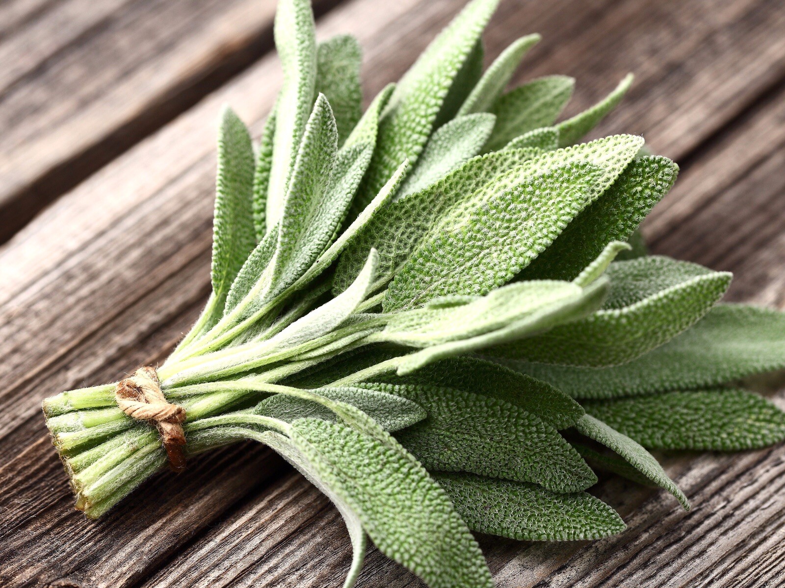 Sage Seeds | Organic | NON-GMO | Heirloom | Best seller