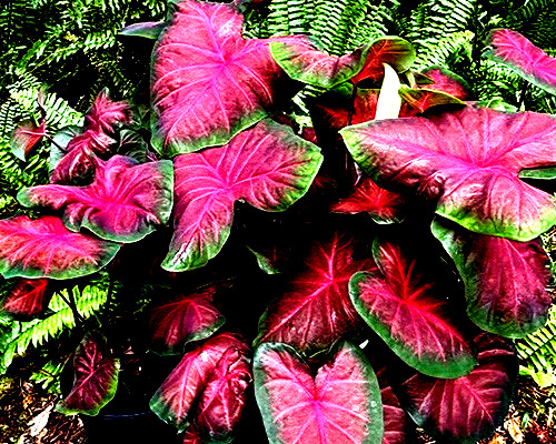 Royal Flash Caladium Bulbs for Planting -4 BULBS direct from Florida Plantation