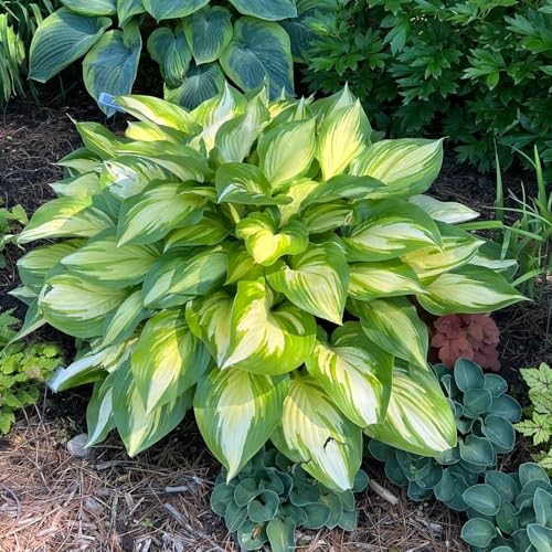 310+ USA Premium Rare Hosta Flower Seed for Planting Outdoors Garden Home Mixed