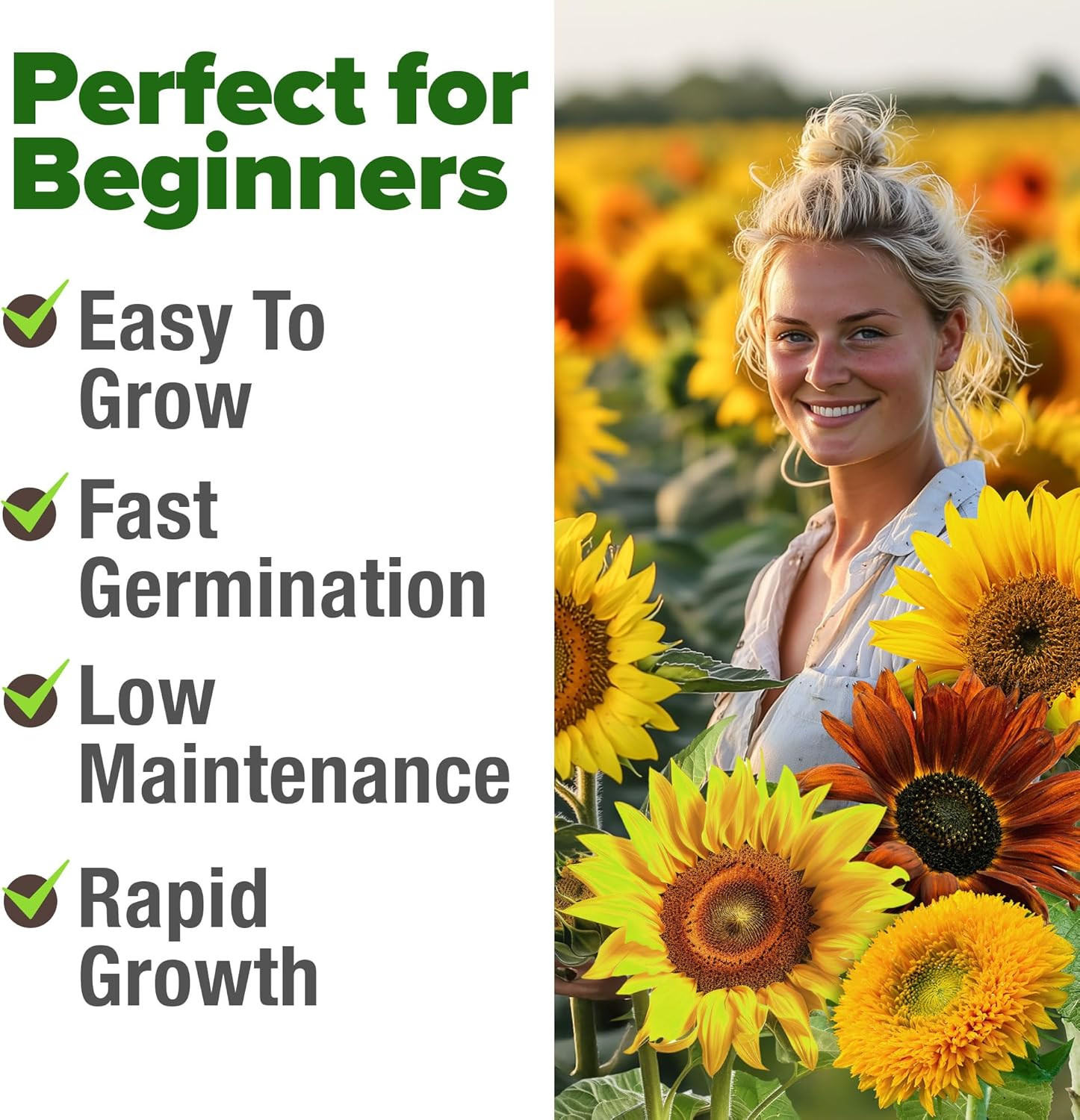 Sunflower Seeds Mix Pack 1,500+ 9 Colorful Varieties of Sun Flower Seeds to Plan