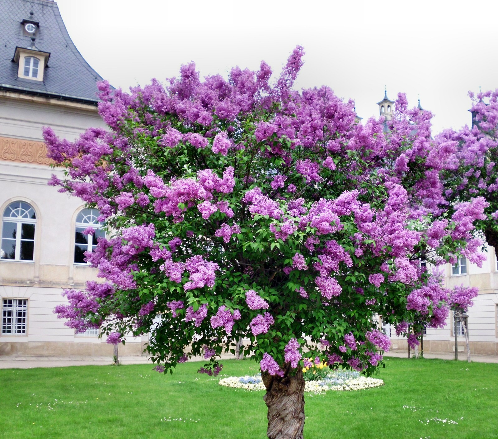 Persian Lilac {Melia azedarach}Sacred Tree | Fast Grow |10 Seeds Free US Ship!