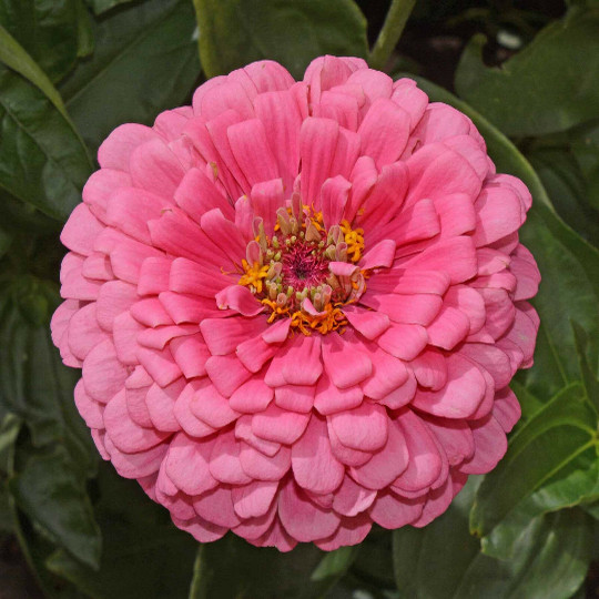 Zinnia Flower Seeds Rose Pink Zinnia Elegans Free Shipping!