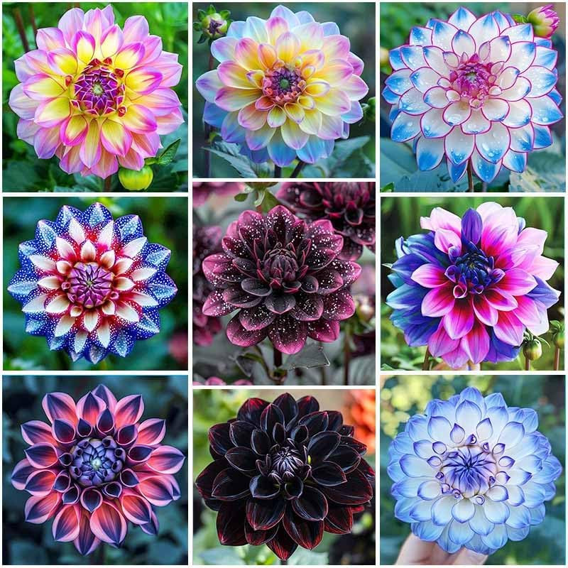 320+ Annual Mix Dahlia Seeds to Plant – Rare Non-Gmo Dahlia Seeds, Beautiful Out