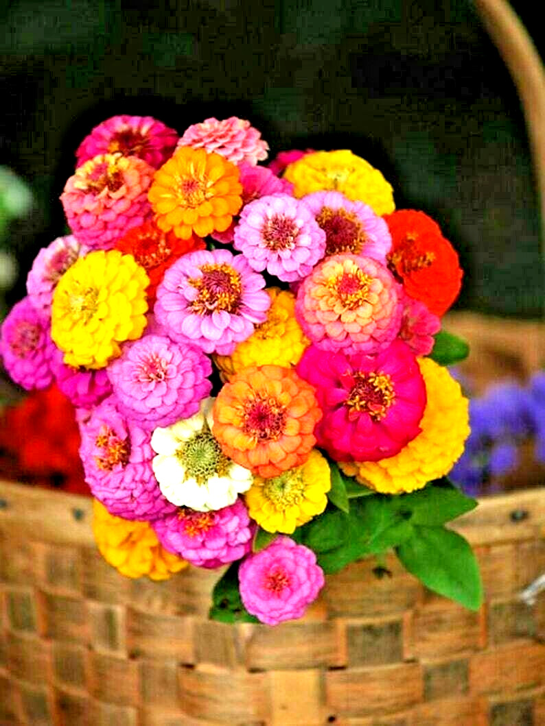 250+ ZINNIA HUMMINGBIRD LILLIPUT SEEDS AUTUMN MIX FLOWERS HUGE BEES BUTTERFLIES