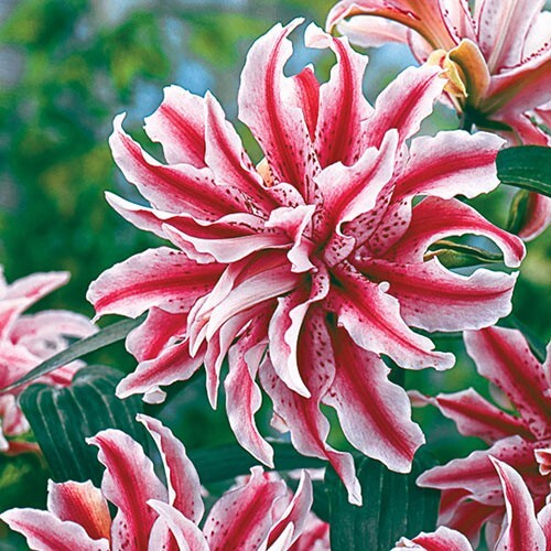 2 – MAGIC STAR Double Oriental Lily Flower Bulbs – Perennial Eye Catching Blooms