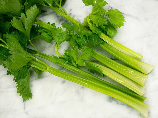 500 Tendercrisp Celery Seed, NON-GMO, Always Fresh Seeds A FAVORITE-FLAVORFUL
